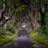 Dark Hedges by Stefan Friedhoff -  
