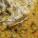 Water Strider