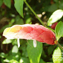 Mexican Shrimp Plant or Shrimp Plant