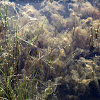 Pond algae