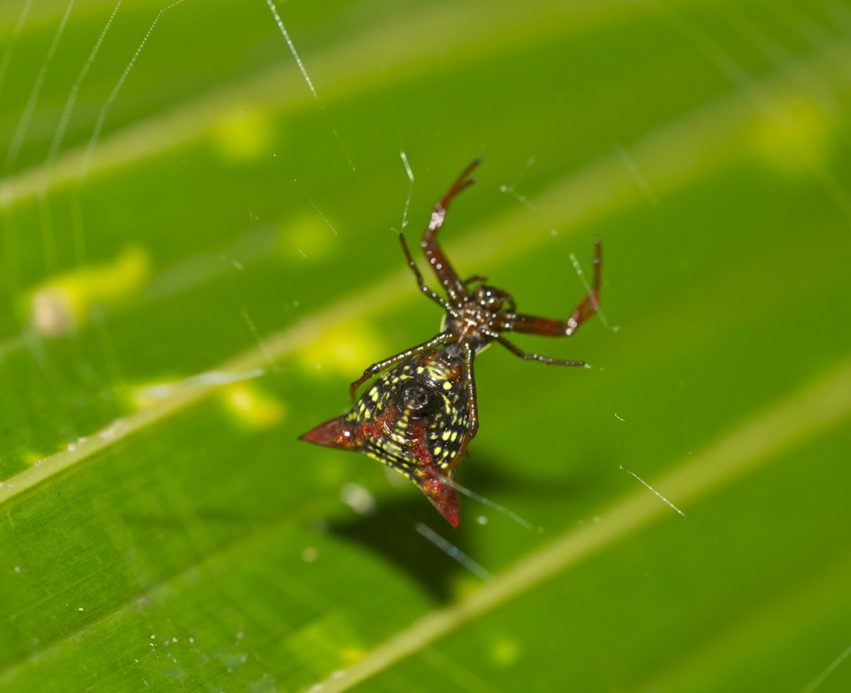 Micrathena Spider
