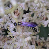Thynnid Wasp