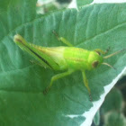 Grasshopper