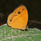 Hewitson's bush brown butterfly