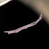 Twig-Like Feather-Legged Spider