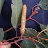 Eucalyptus stem gall-wasp gall