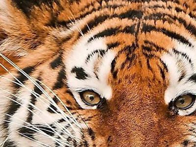 虎の壁紙 203956-虎の壁紙 スマホ