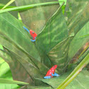 Strawberry poison-dart frog (Blue Jeans)