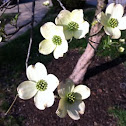 Dogwood