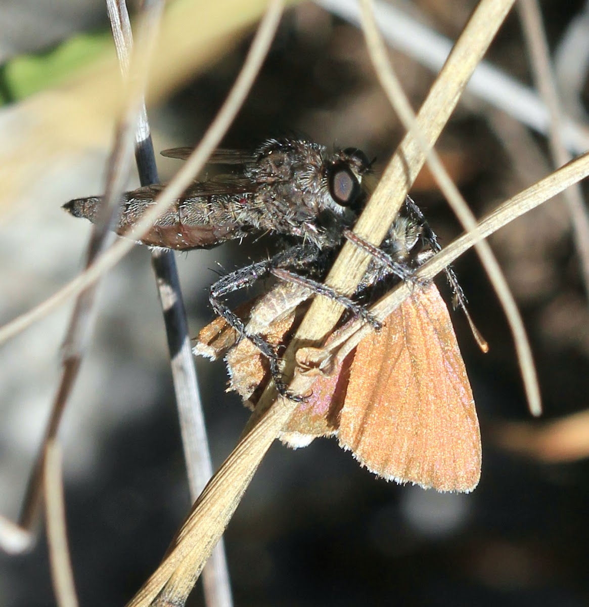 Robber fly vs. butterfly