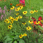 Black-eyed Susan