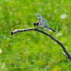 Twelve-spotted Skimmer dragonfly (female)