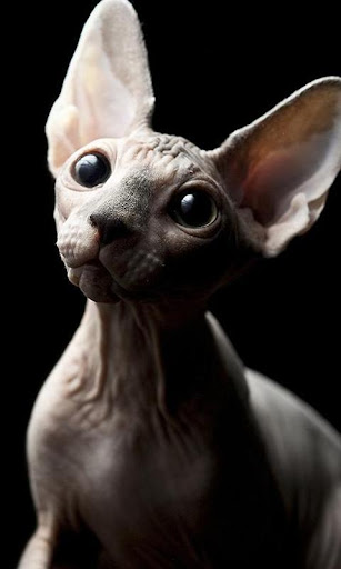 Sphynx Cats Wallpapers