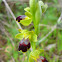 Dark Bee Orchid