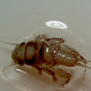 Stonefly larva
