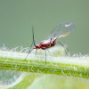Aphid (winged form)