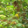 Yellow-footed Green Pigeon