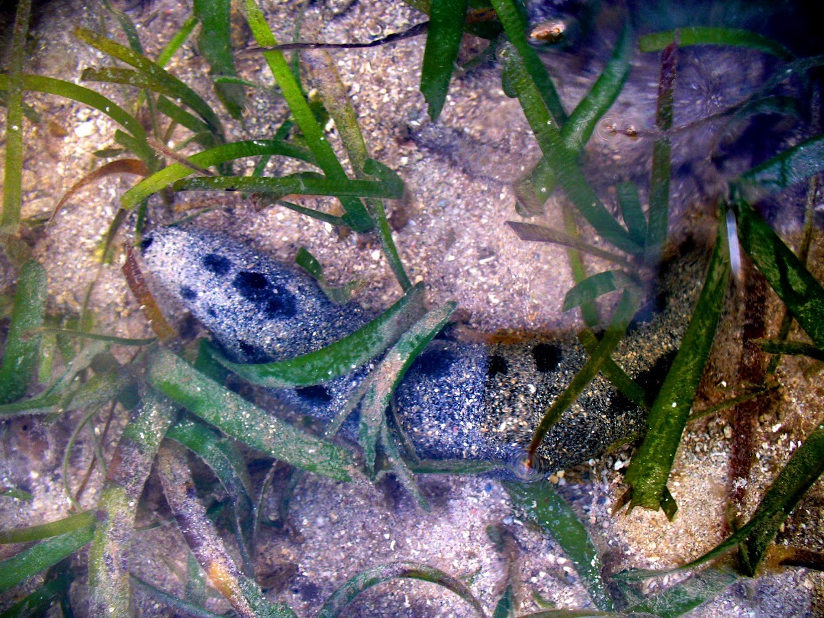 black sea cucumber / lollyfish