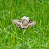 Eastern Tiger Swallowtail Butterfly