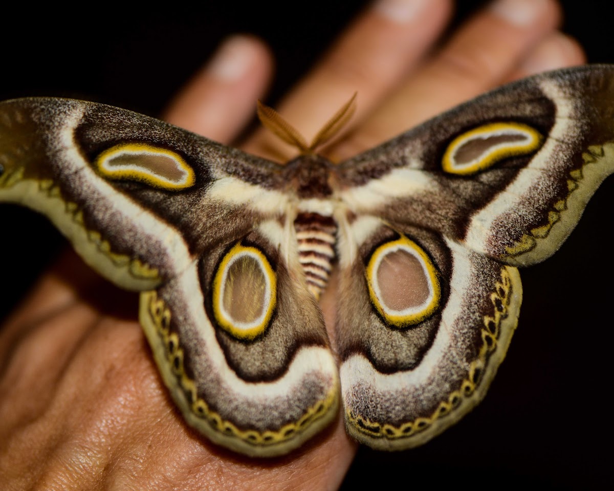 White-ringed Atlas Moth