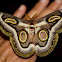 White-ringed Atlas Moth