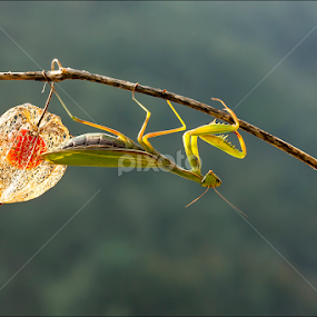 European mantis by Simon Kovacic - Animals Insects & Spiders