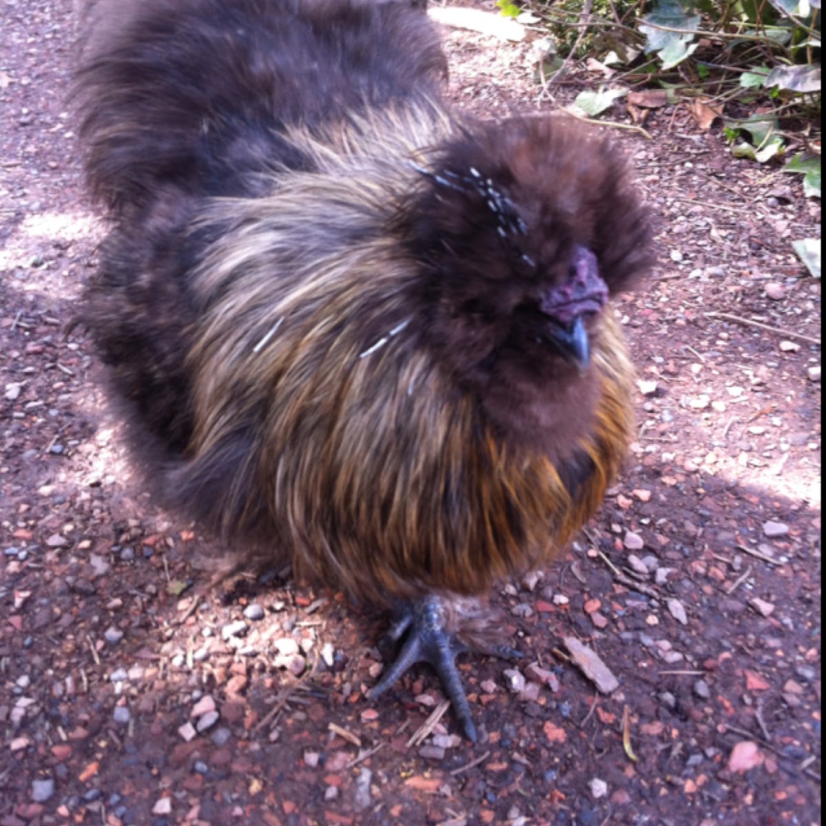 partridge silkie