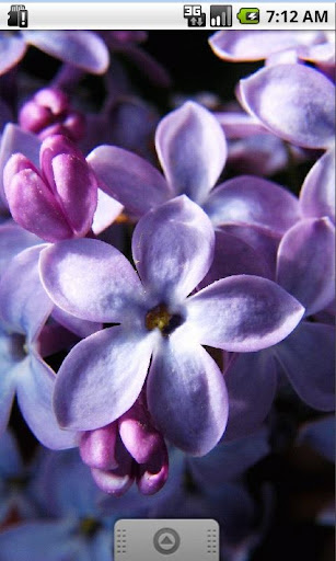 Lilac Flowers Live Wallpaper