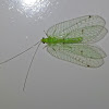 Green Lace Wing