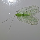 Green Lace Wing