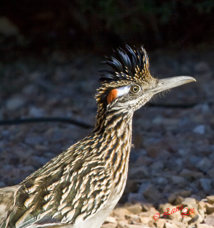 Roadrunner