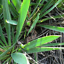 Western cottonmouth