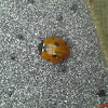 ladybugs; ladybird beetles or lady beetles; God's cow; ladyclock; lady cow; and lady fly