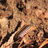 Yellow Spotted millipede