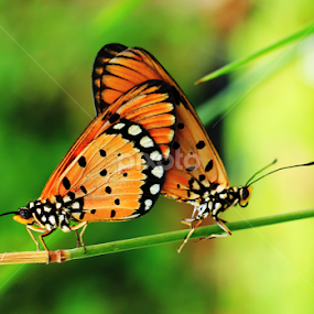 by Scuba Kars - Animals Insects & Spiders