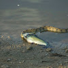 Diamond Back Water Snake