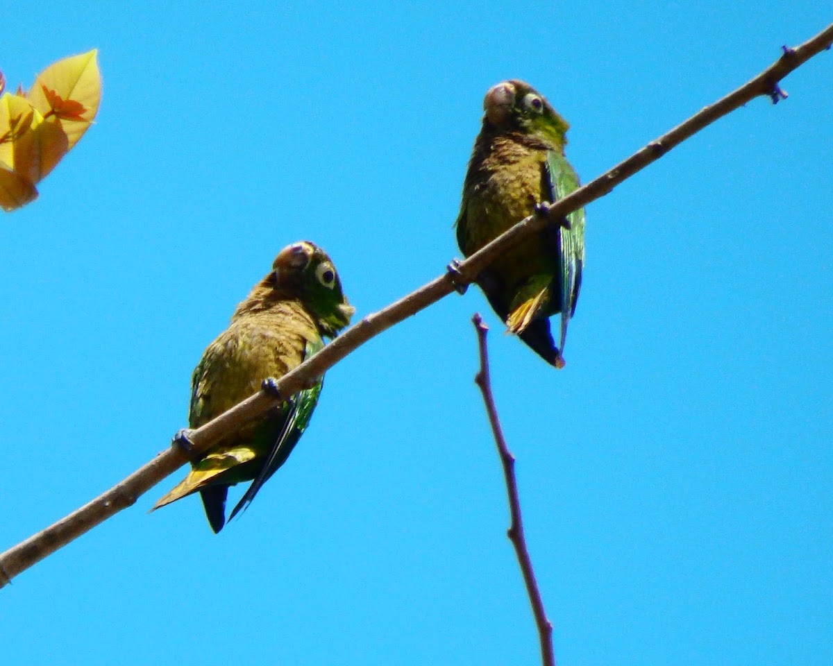 Olive-throated parakeet