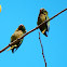 Olive-throated parakeet