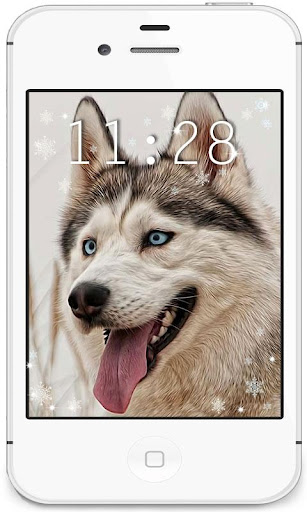 【免費個人化App】Husky Gallery live wallpaper-APP點子