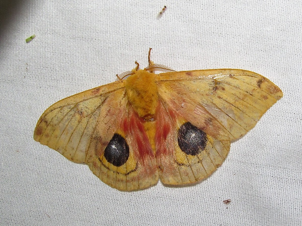 Io Moth (male)