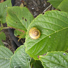 Yellow White-lipped Snail
