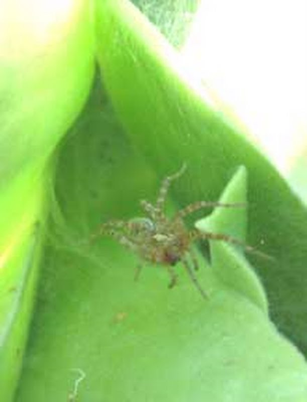Grass spider species