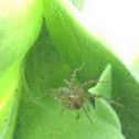 Grass spider species