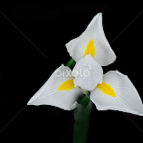 White Iris by Dennis Rubin -  