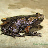 Grey-brown pug-snouted frog