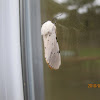 Salt Marsh moth or Acrea moth