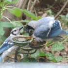 Blue Jay