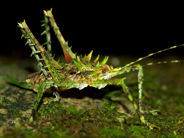 Giant Spiny Forest Katydid | Project Noah