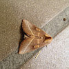 White dotted prominent