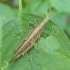 grasshopper